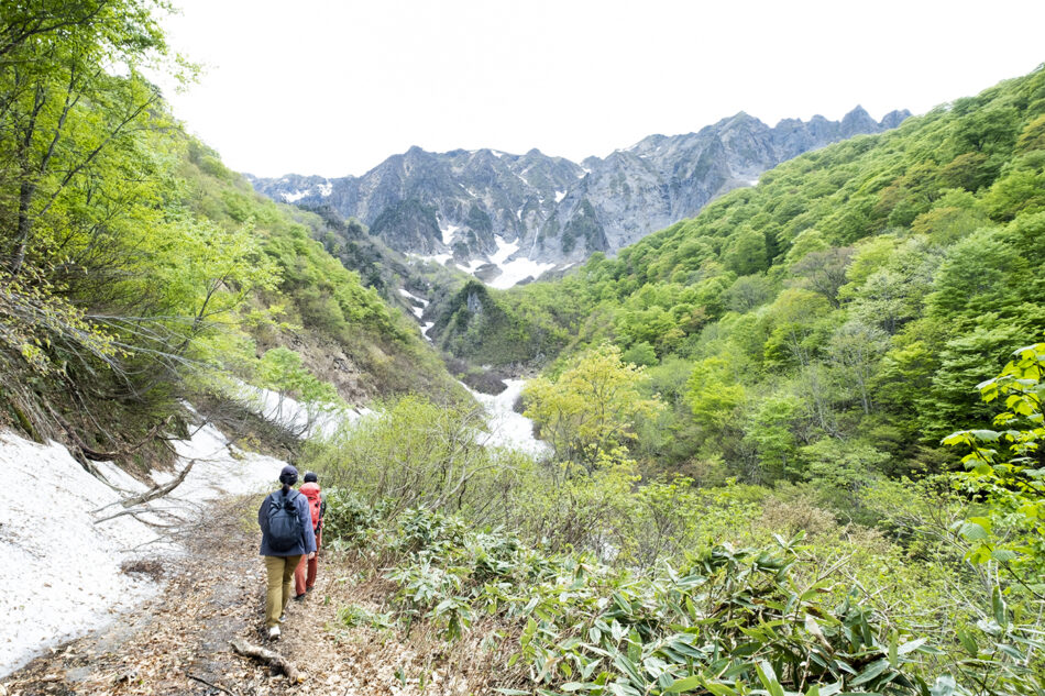 新緑と雪、どちらも欲張りに。四季をまるごといただく谷川岳一ノ倉沢エコハイキング